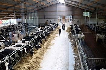 Een kijkje bij de koeien op de boerderij in buren